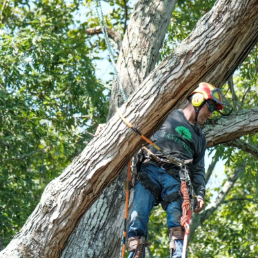Heflin Tree Service climbing arborist mid-removal — full PPE, climbing harness, and rope rigging on a hardwood in metro Atlanta